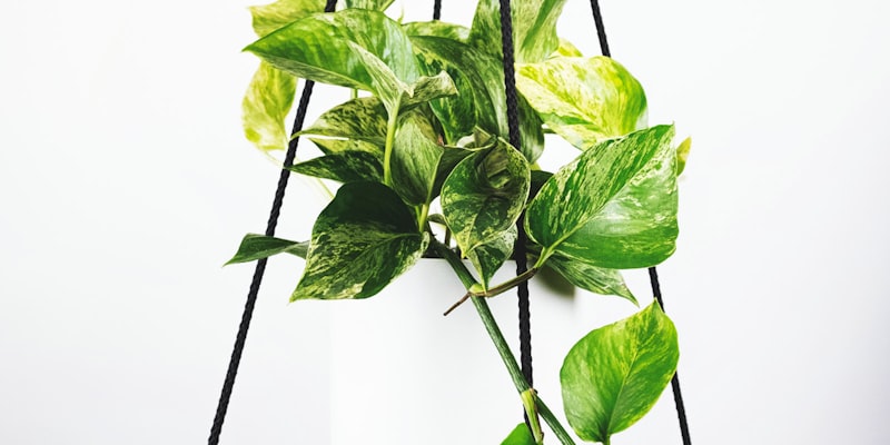 世界杯决赛奖杯‘大力神杯’的特写